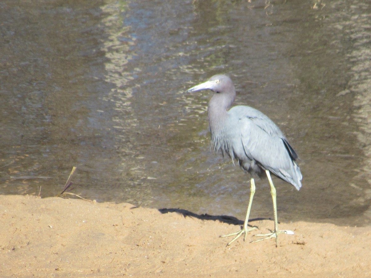 Little Blue Heron - ML618496831