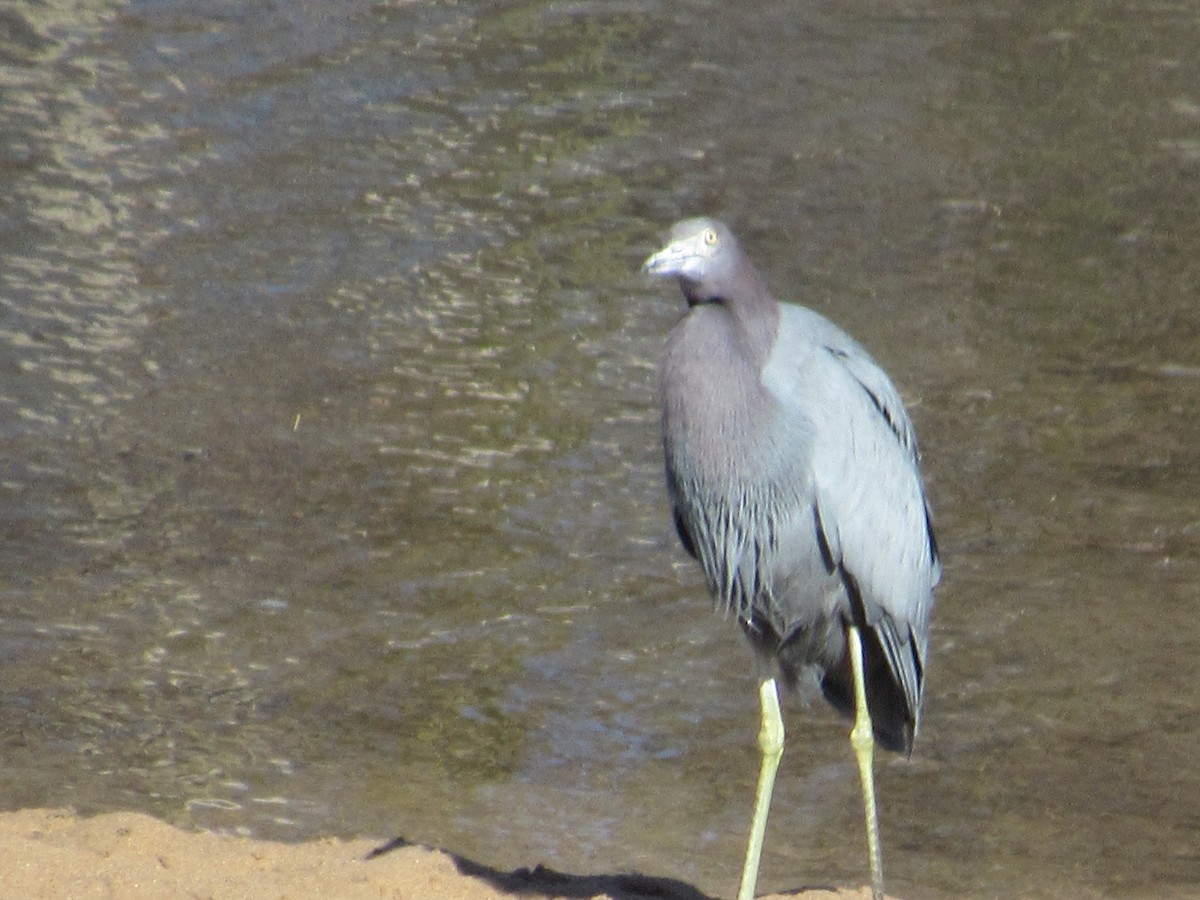 Little Blue Heron - ML618496834