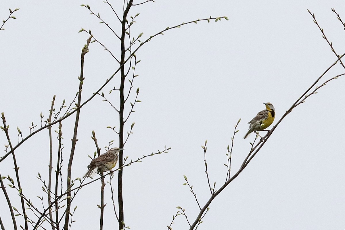 Eastern Meadowlark - ML618496894