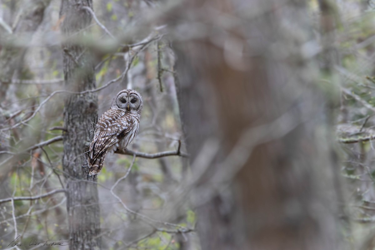 Barred Owl - Patrick Colbert Muetterties