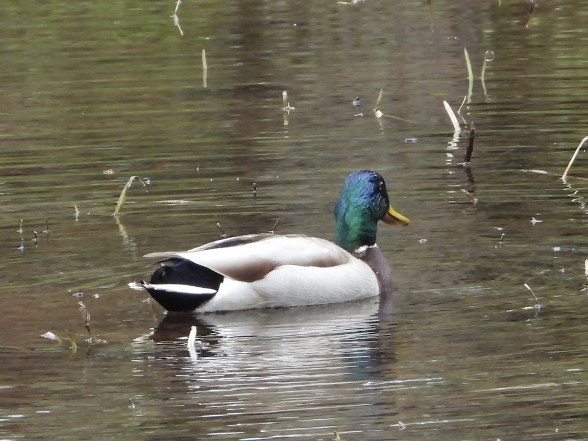 Mallard - ML618496902