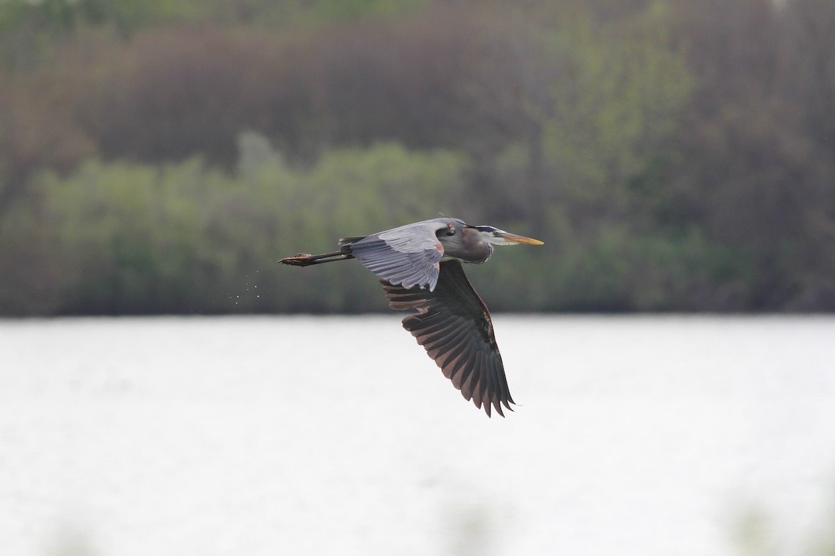 Great Blue Heron - ML618496904