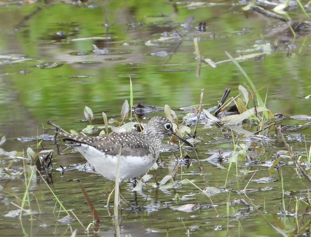 Solitary Sandpiper - ML618496912