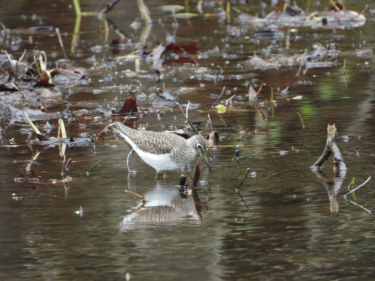 Solitary Sandpiper - ML618496913