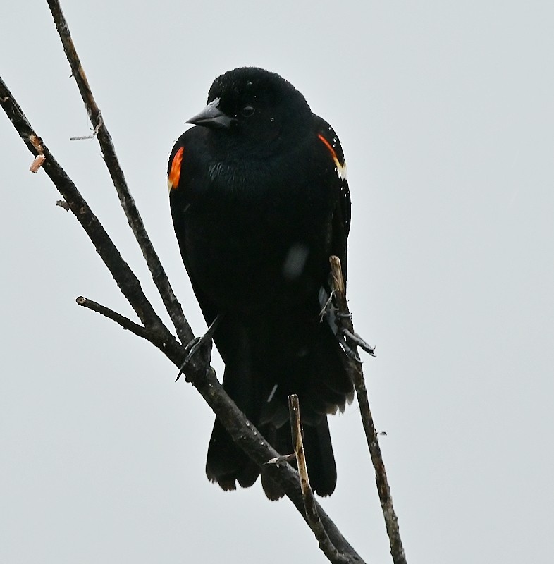 Red-winged Blackbird - Regis Fortin