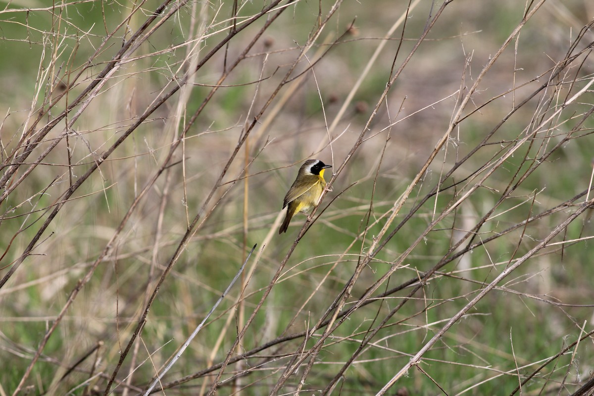 Common Yellowthroat - ML618496923