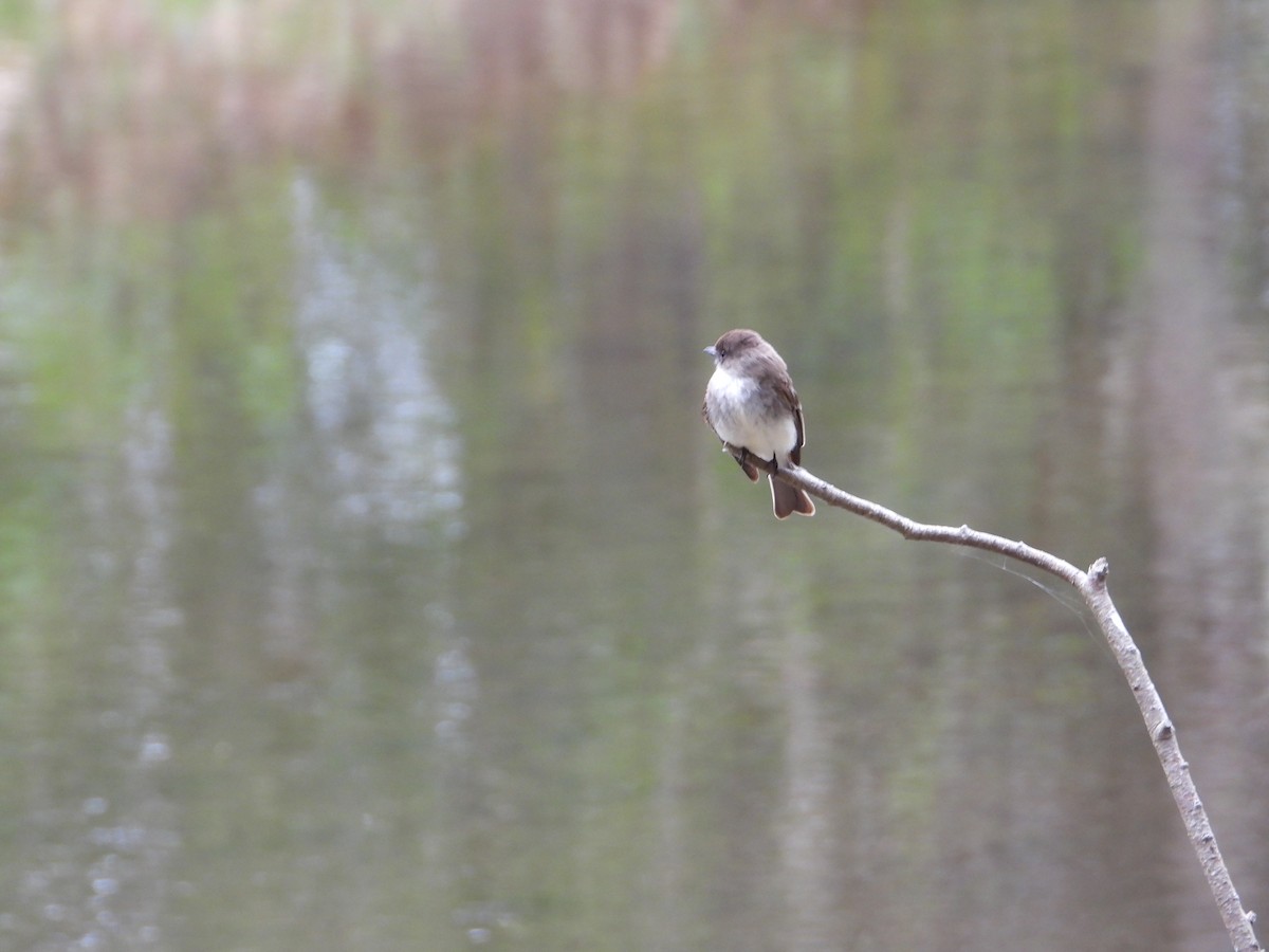 Eastern Phoebe - ML618496938