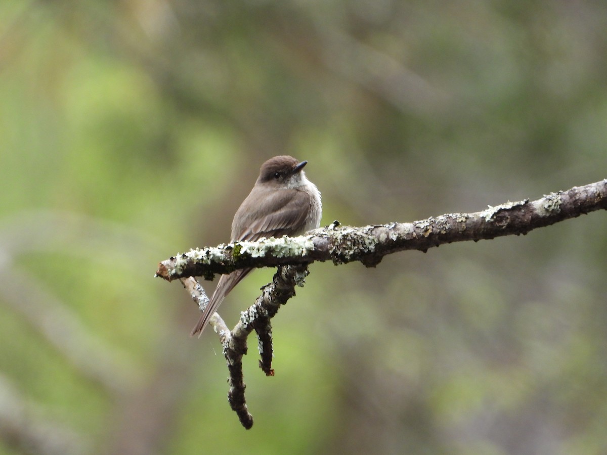 Eastern Phoebe - ML618496939