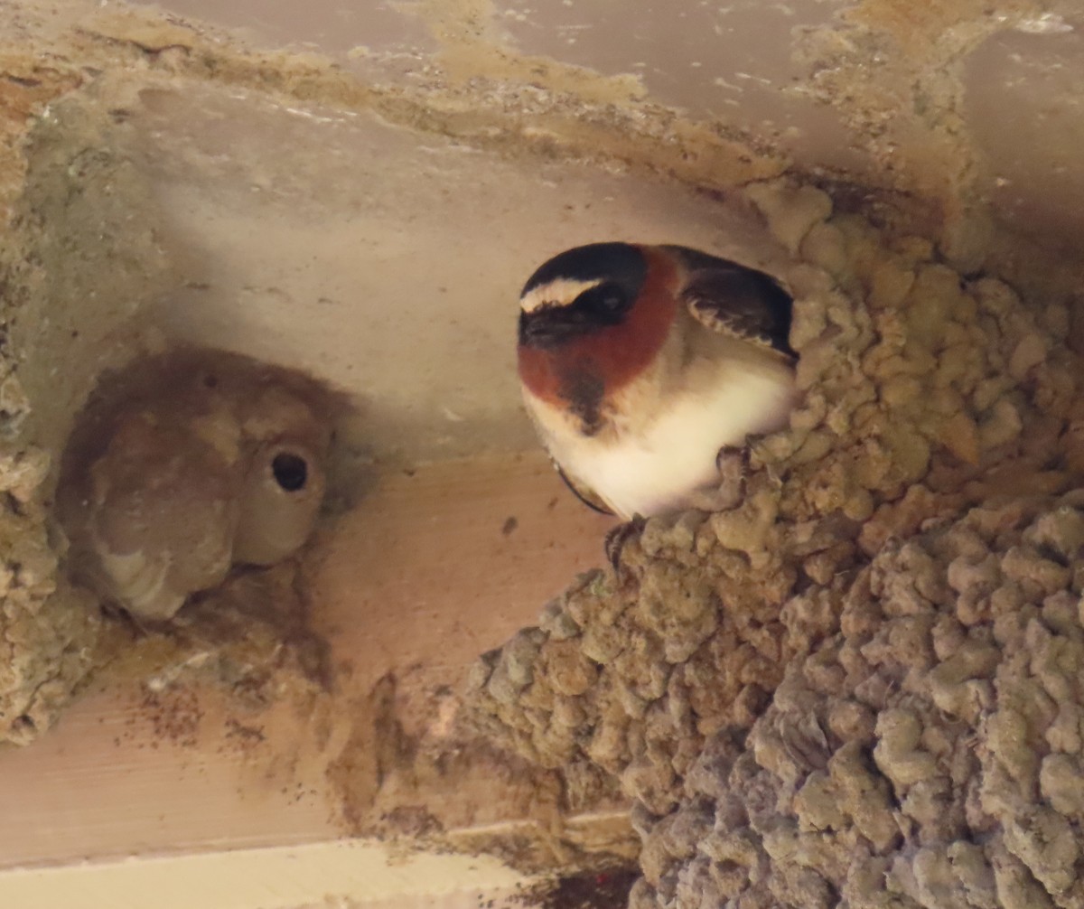 Cliff Swallow - ML618496961