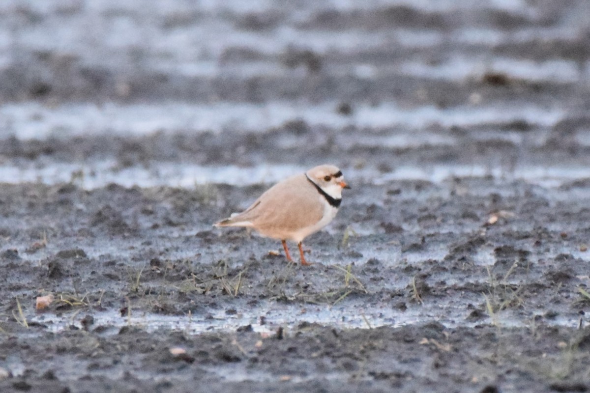 Piping Plover - ML618496969