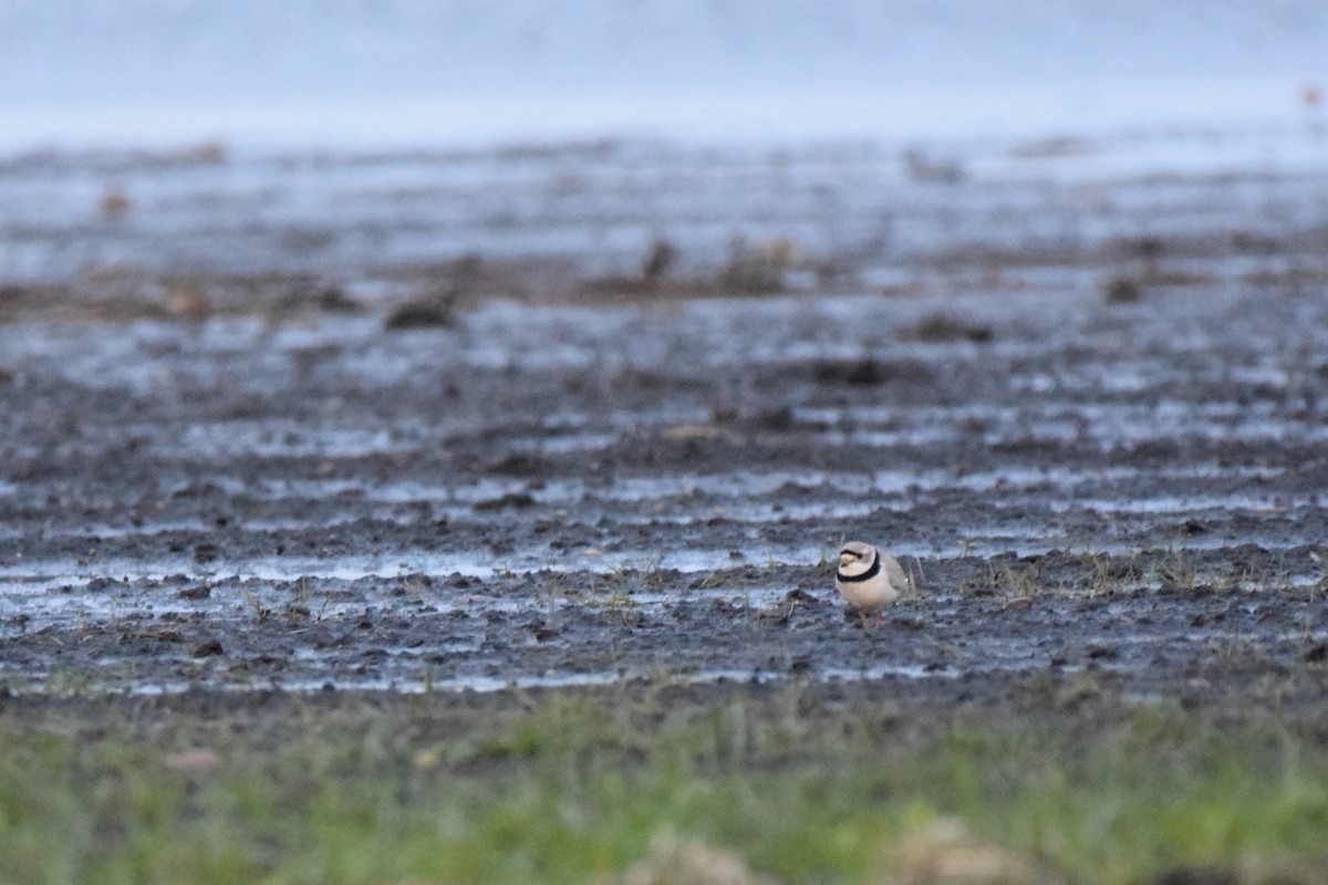 Piping Plover - ML618496970