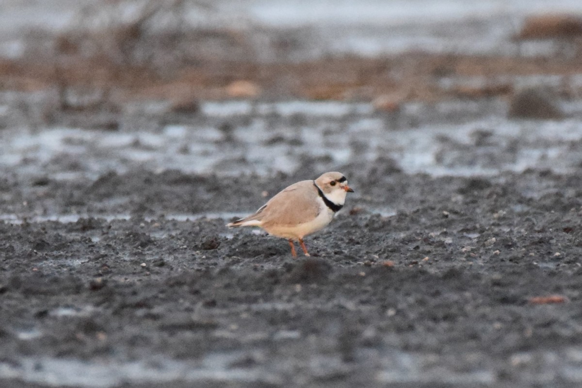 Piping Plover - ML618496971