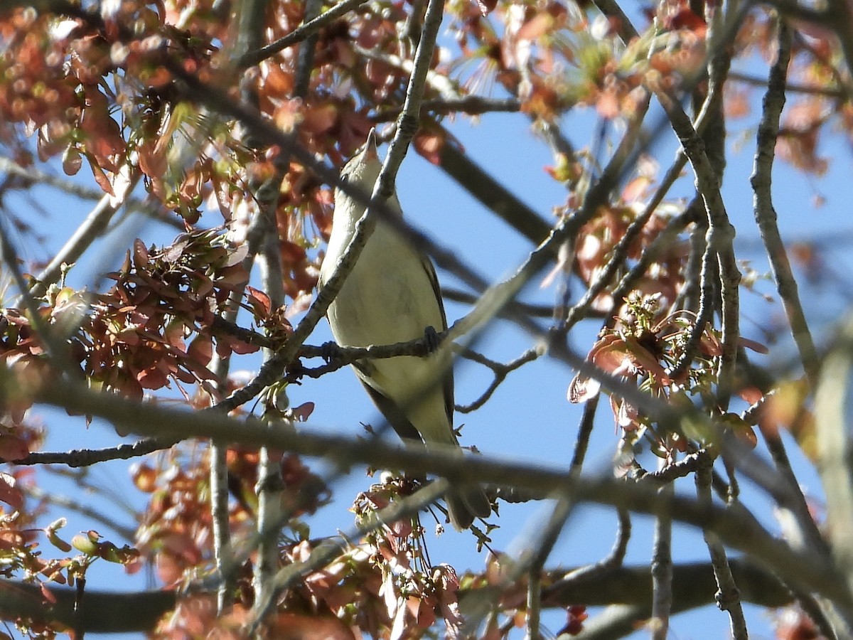 Warbling Vireo - Melanie Kass