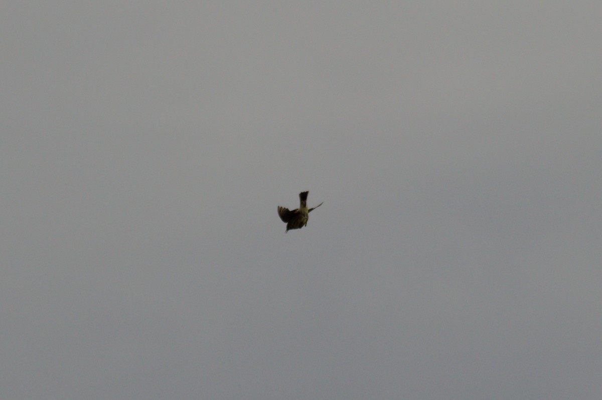 Eurasian Skylark - Charlie Lyons