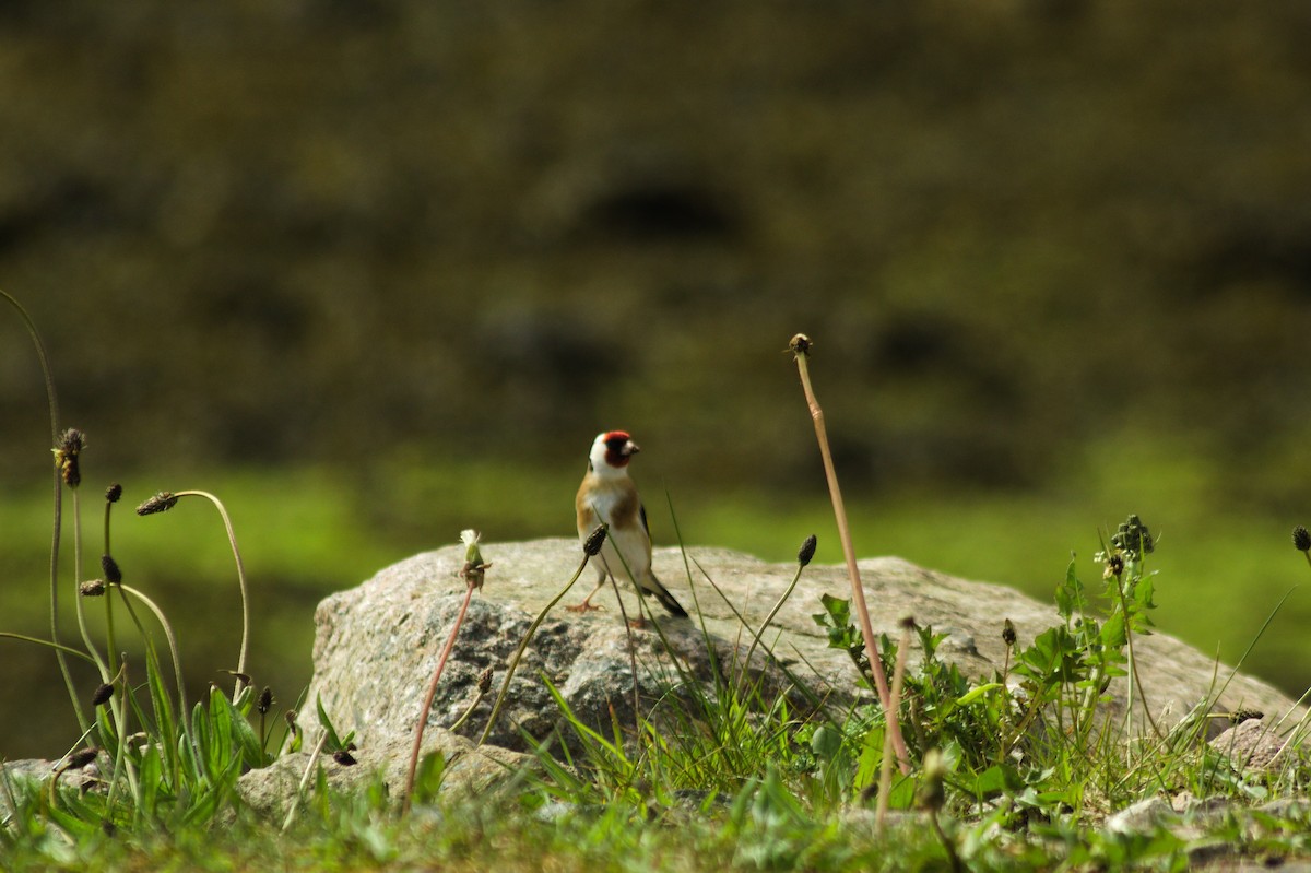 European Goldfinch - ML618497012