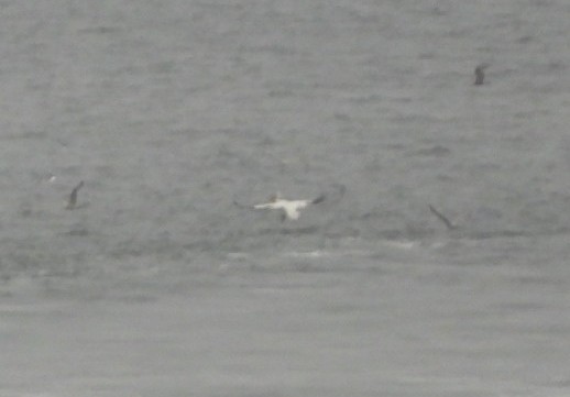 American White Pelican - Kitty Anderson