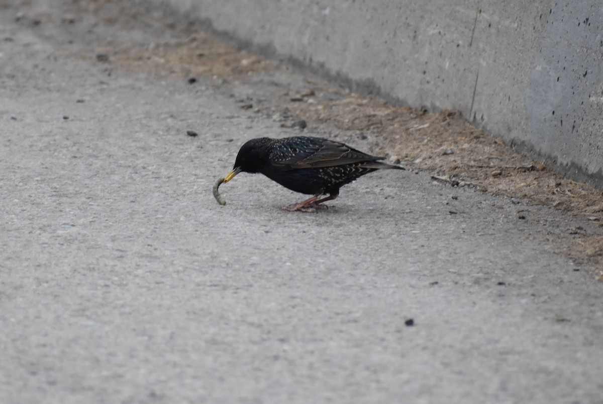 European Starling - ML618497034