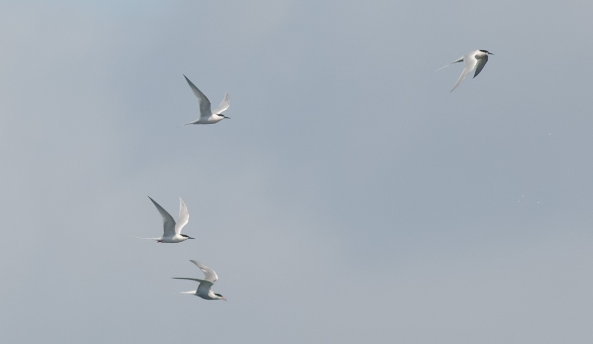 Roseate Tern - ML618497035