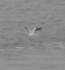 American White Pelican - ML618497041