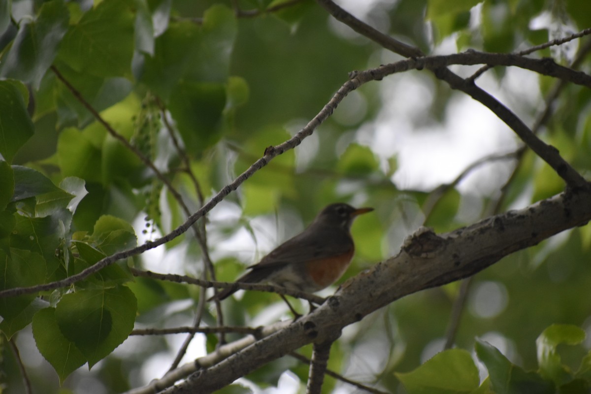 American Robin - ML618497057