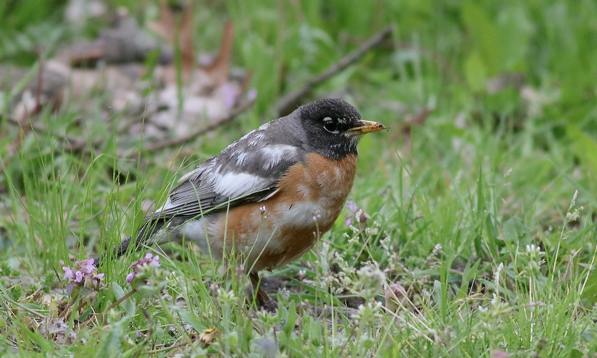 American Robin - Carlos  Pedro