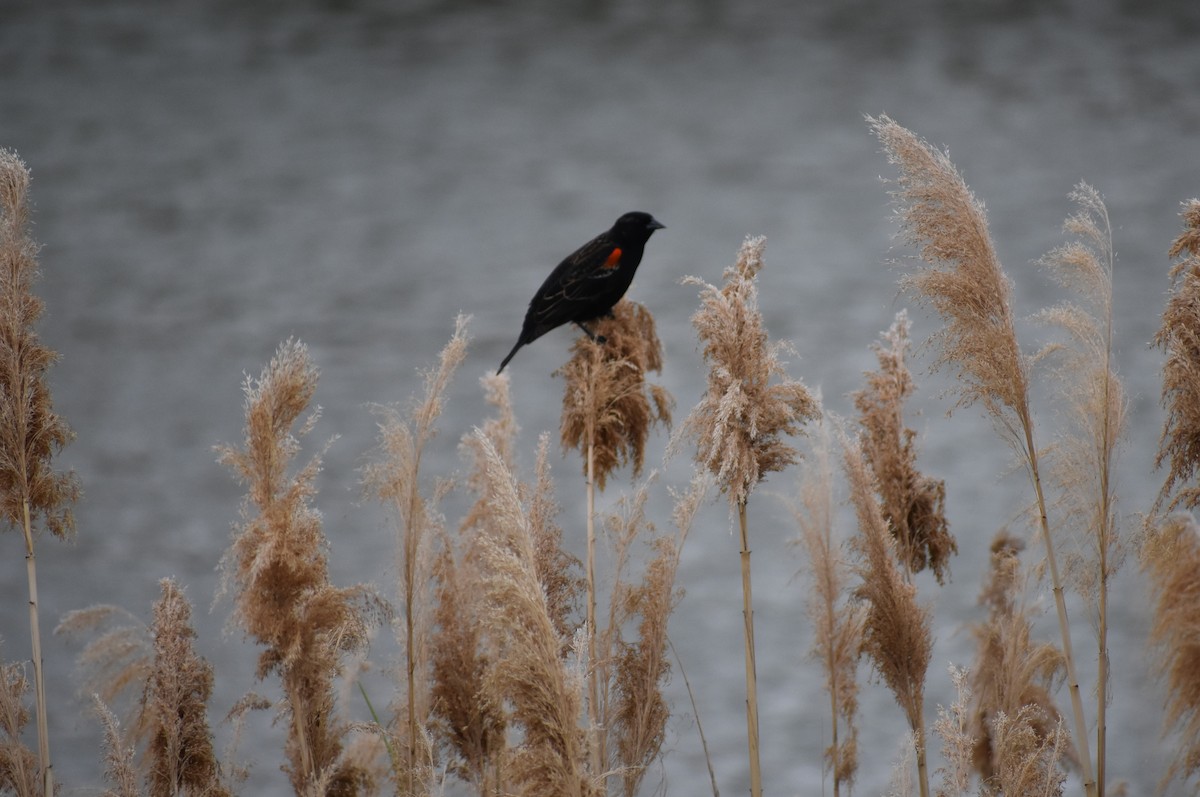 Red-winged Blackbird - Klaus Bielefeldt