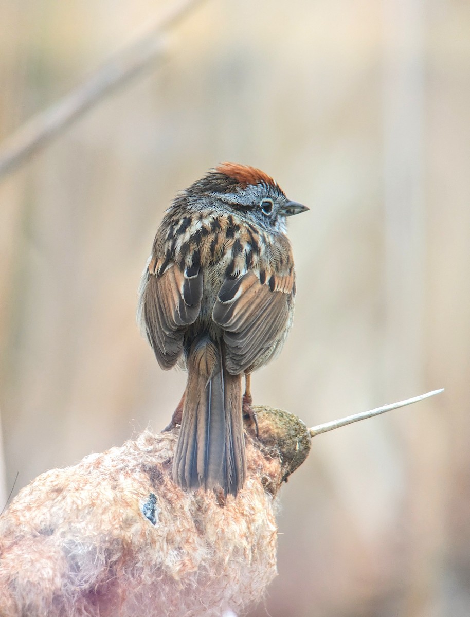 Swamp Sparrow - Richard Kurtz