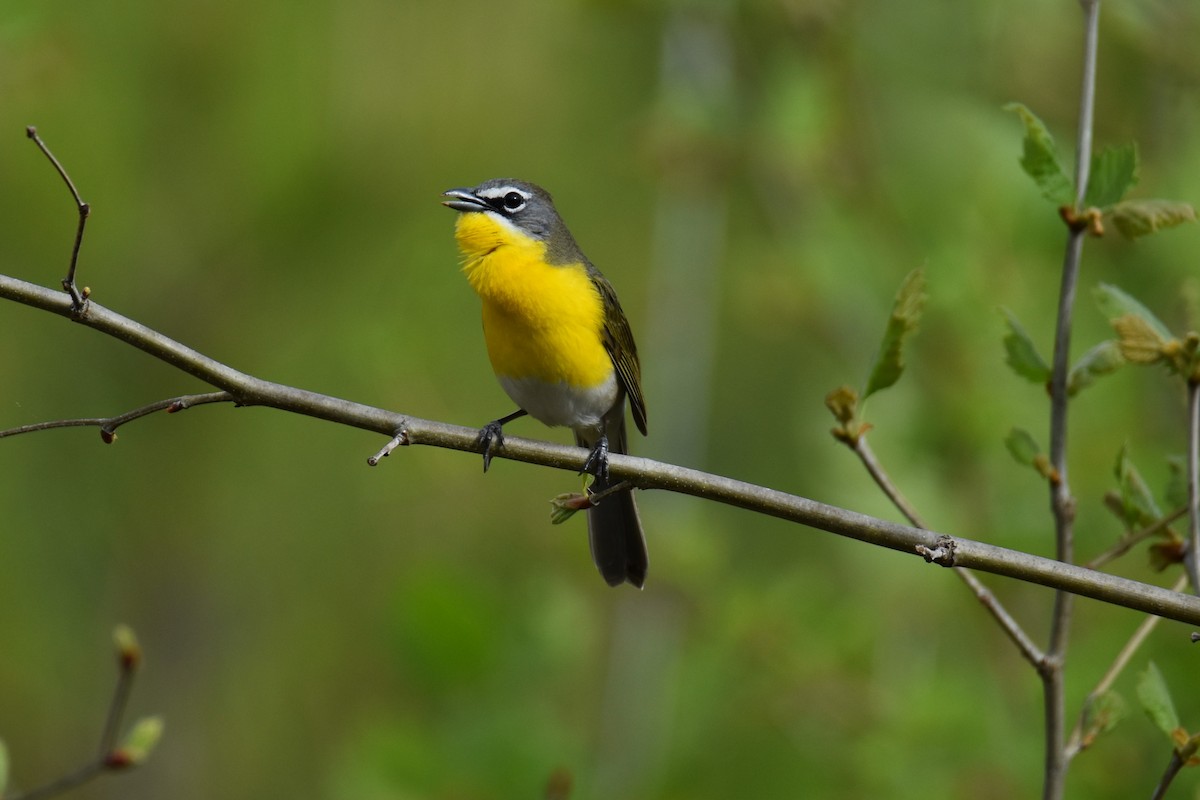 Yellow-breasted Chat - Jeff Palis