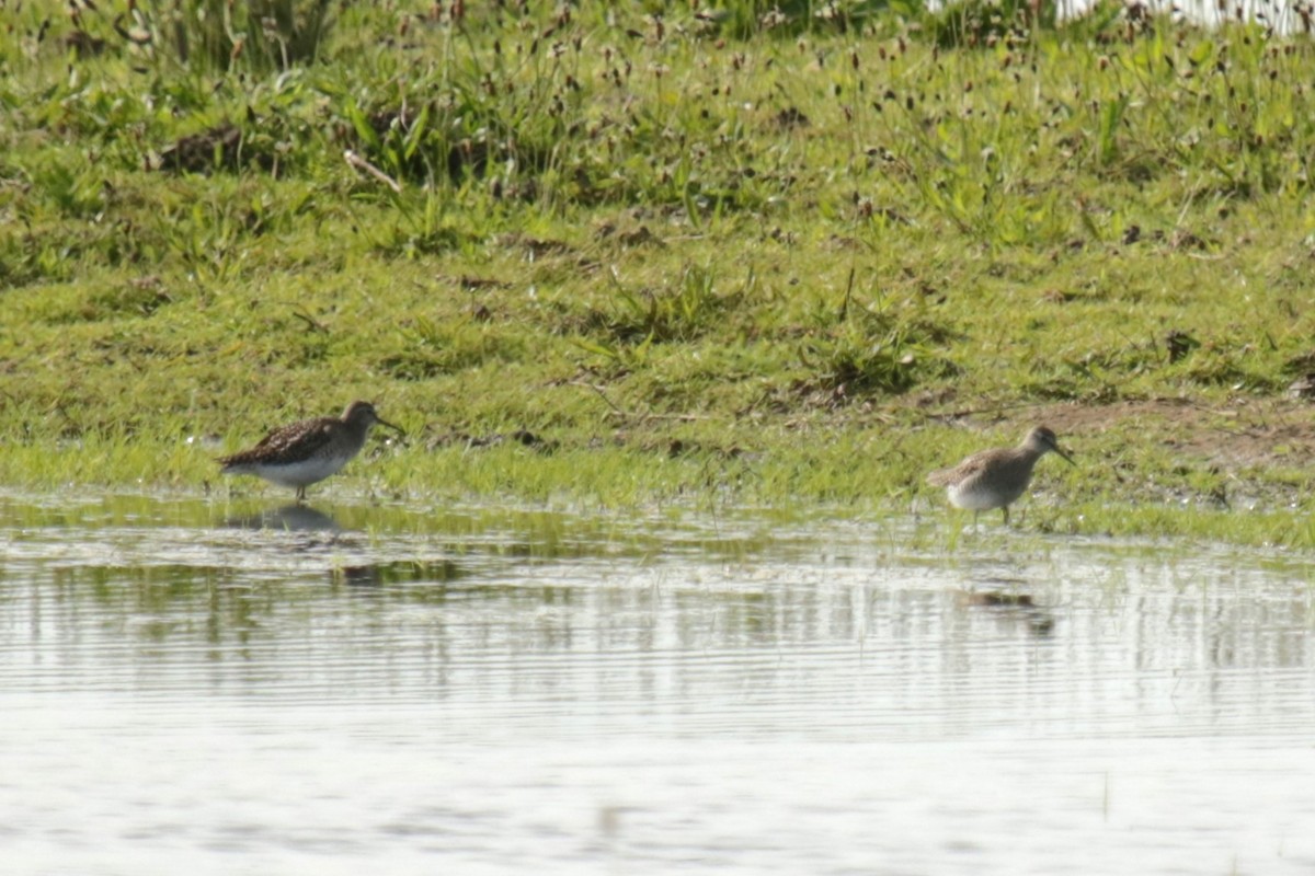 Wood Sandpiper - ML618497106