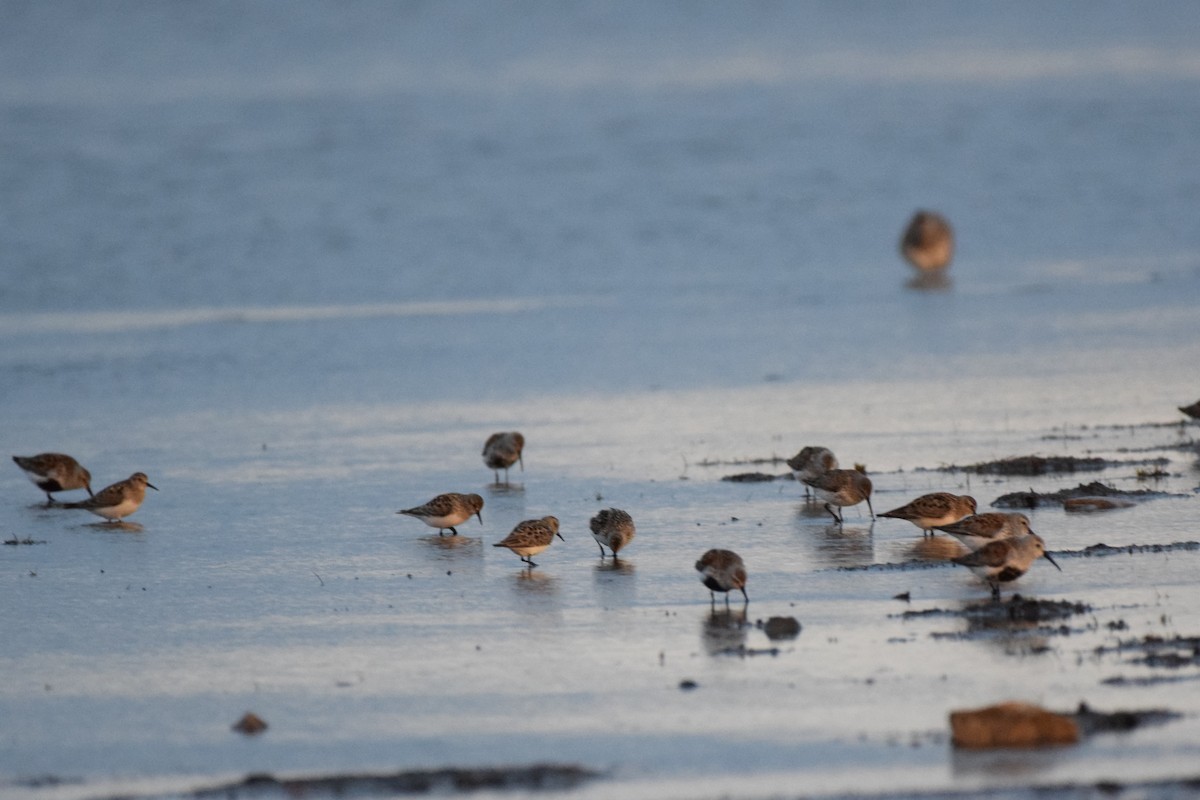 Dunlin - Pete Fehr