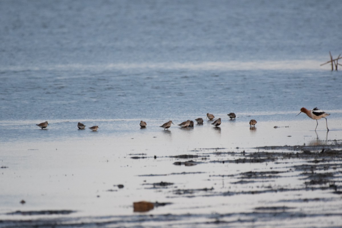 Dunlin - Pete Fehr