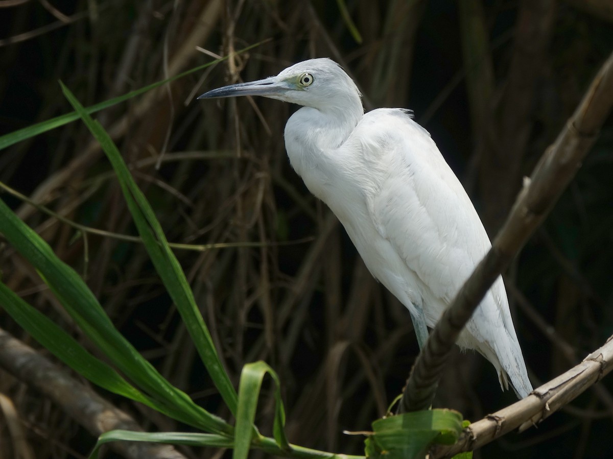 Little Blue Heron - ML618497152