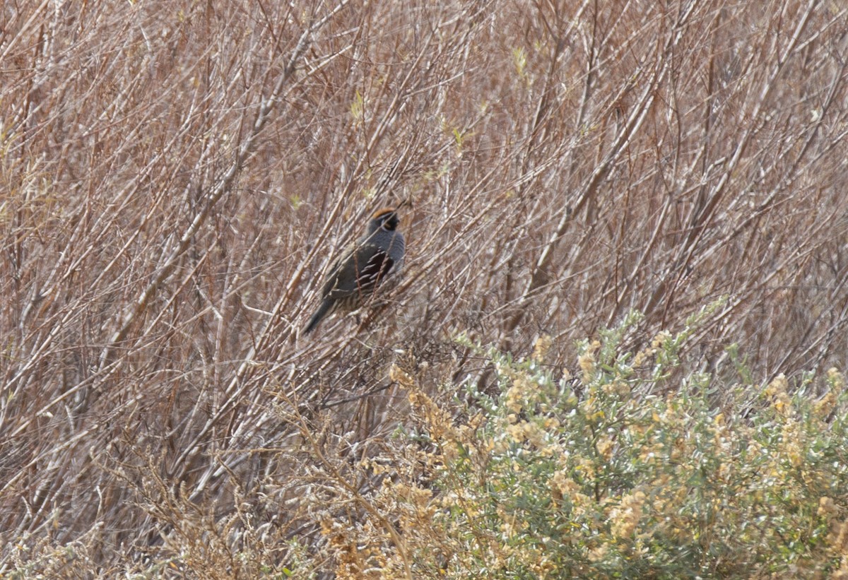 Gambel's Quail - ML618497161