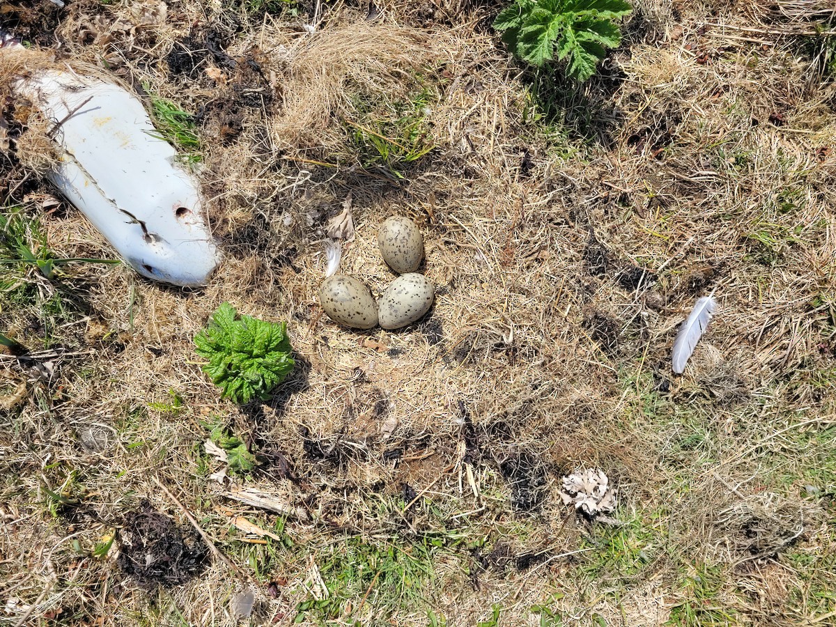 Great Black-backed Gull - ML618497172