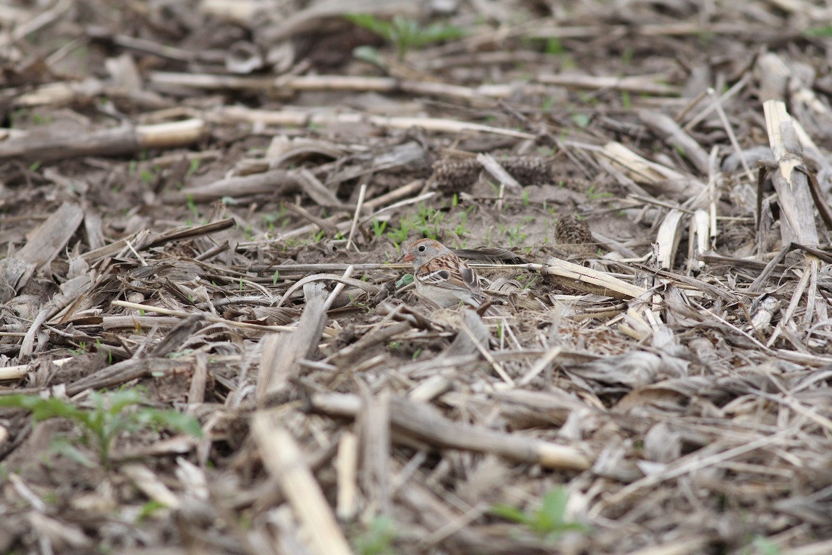 Field Sparrow - Bins Birds