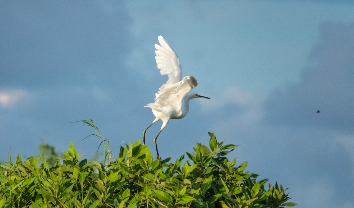 Snowy Egret - Laura Voight