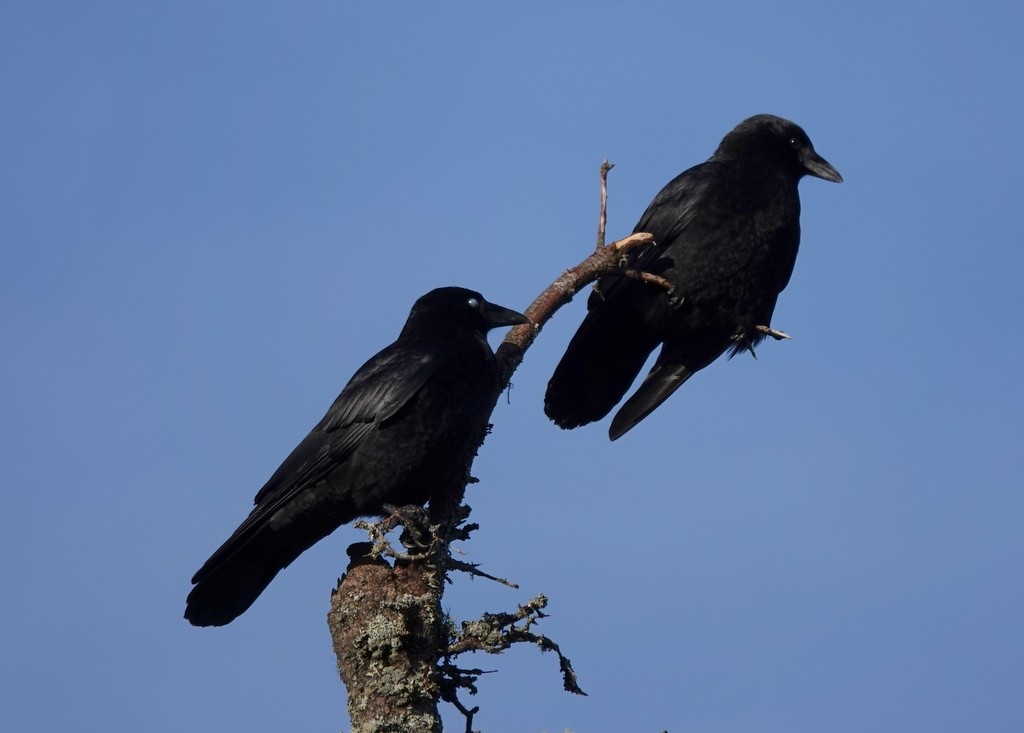 Common Raven - ML618497210