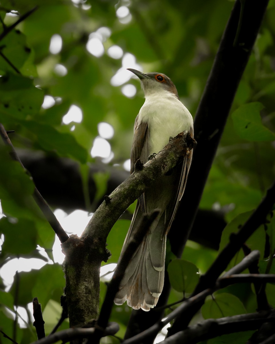 Black-billed Cuckoo - Guillermo Blanco (@dosalas_unpico)