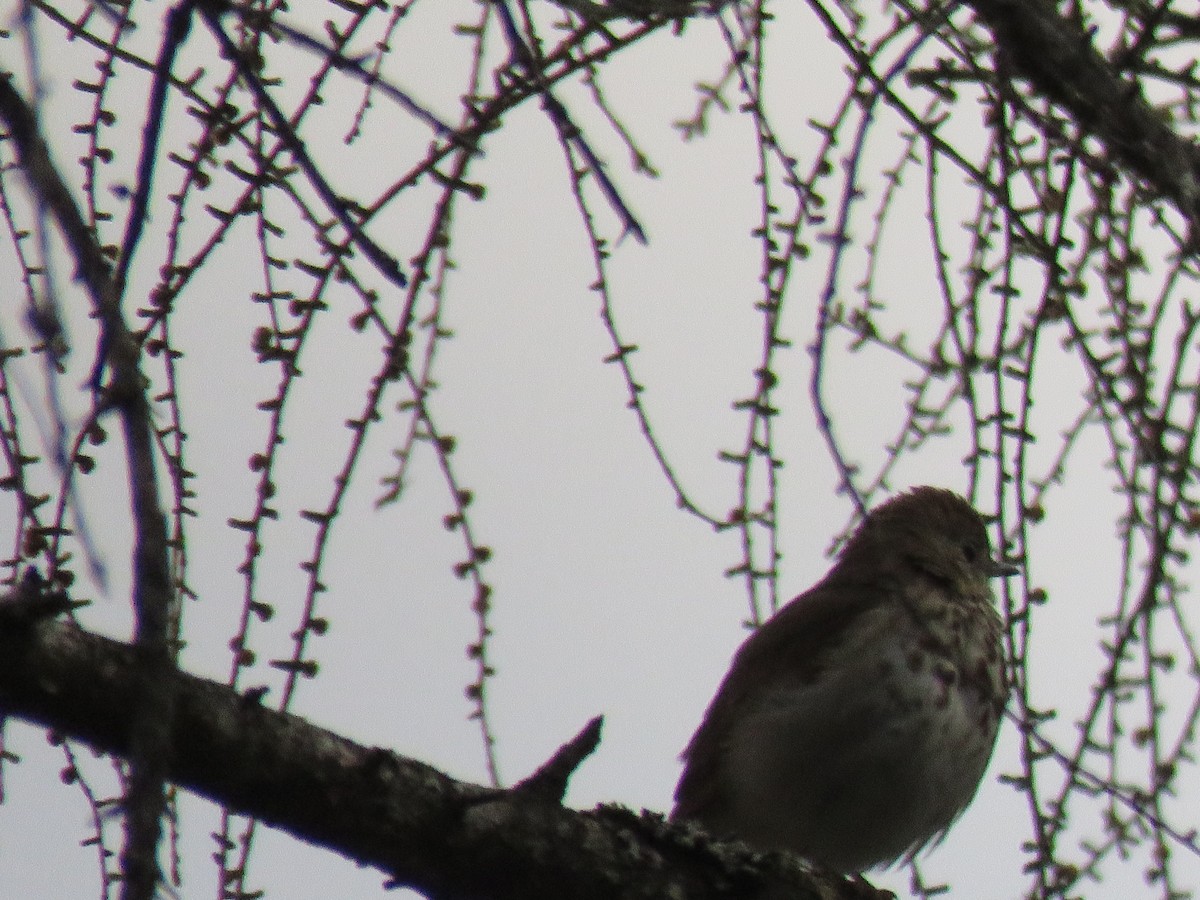 Hermit Thrush - ML618497214