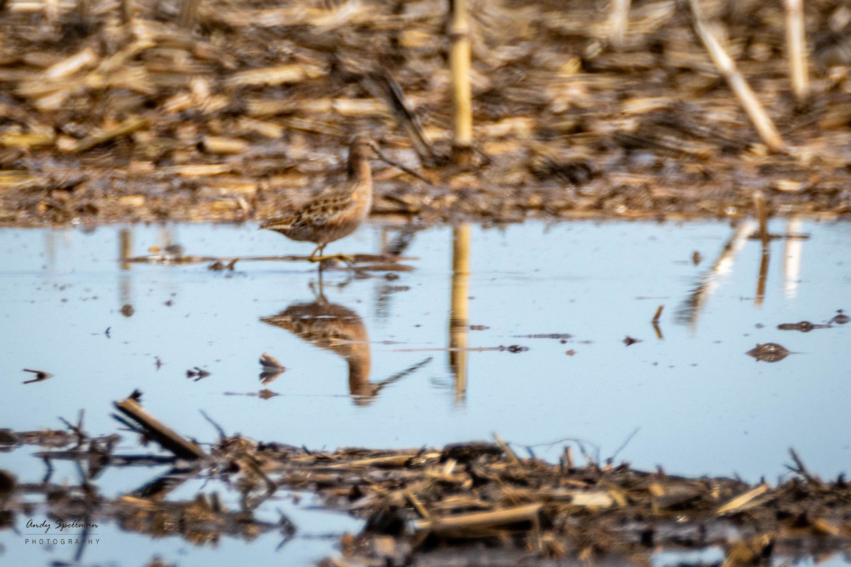 Long-billed Dowitcher - ML618497220