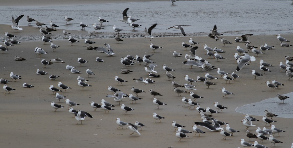 Lesser Black-backed Gull - ML618497230