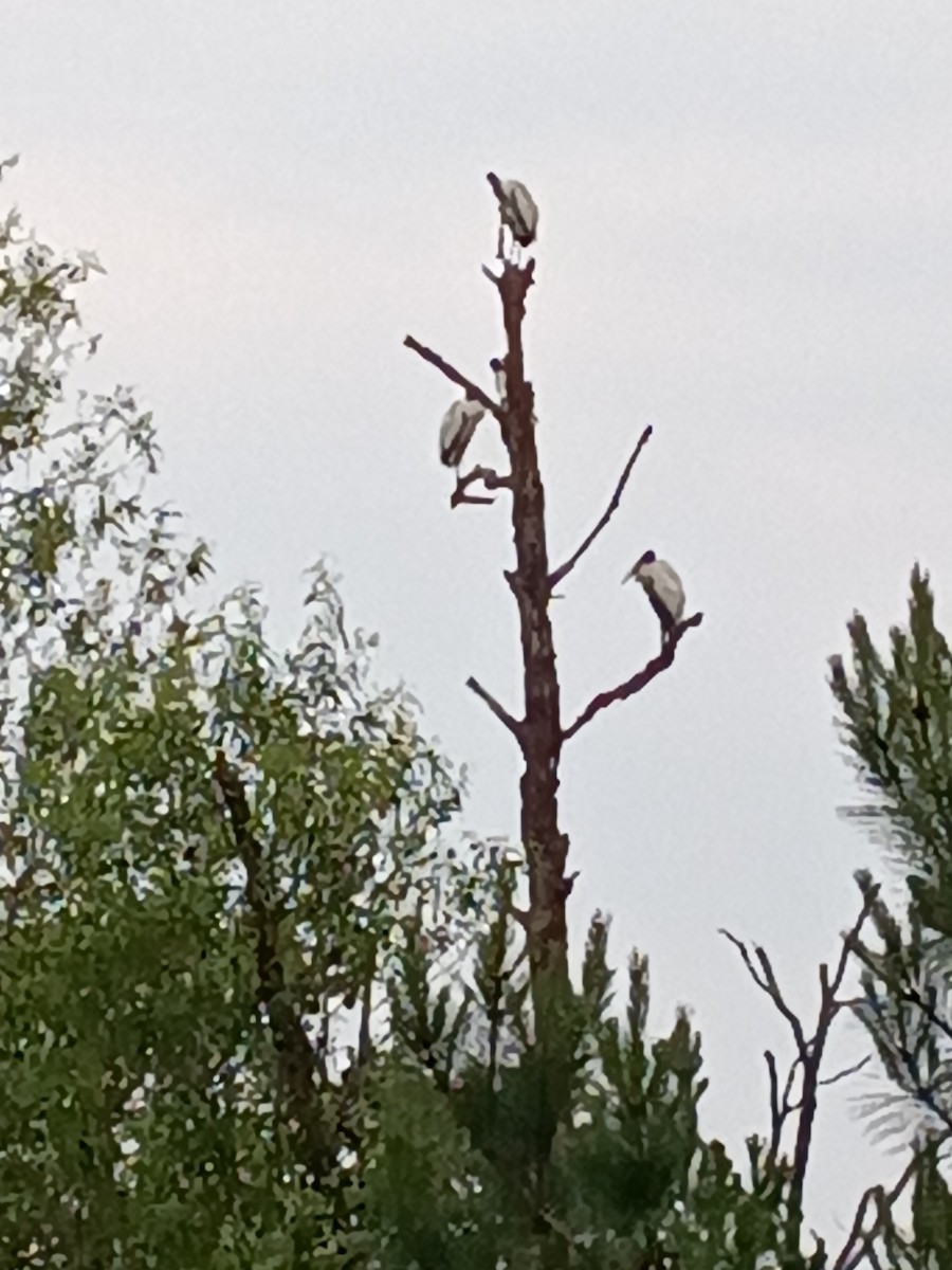 Wood Stork - ML618497235
