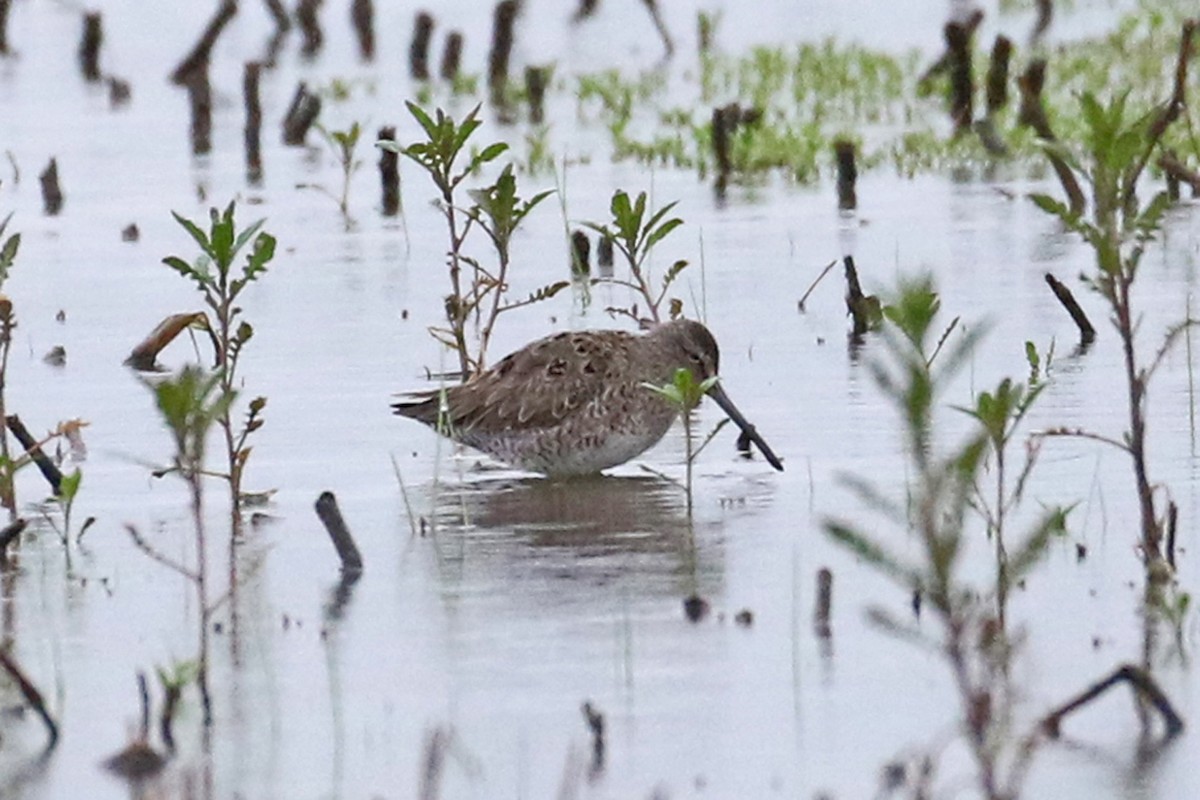 Short-billed Dowitcher - Sean McCandless