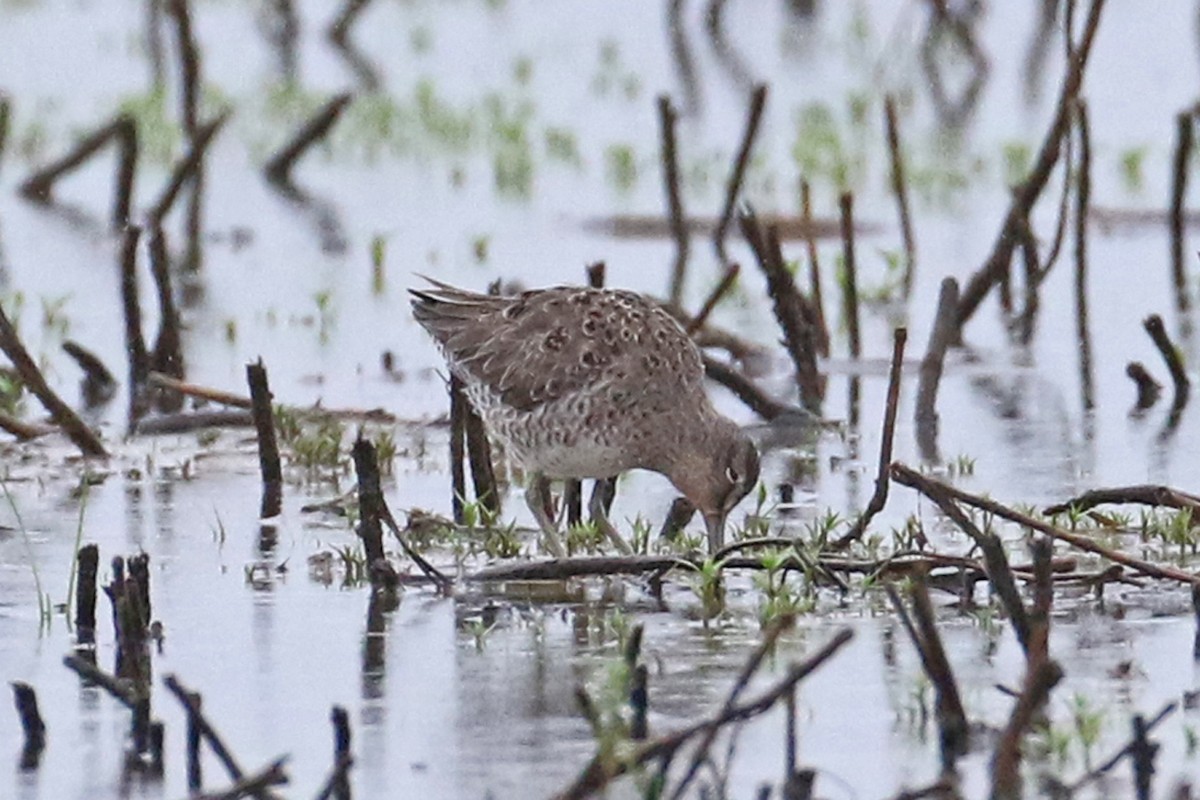 Short-billed Dowitcher - ML618497242