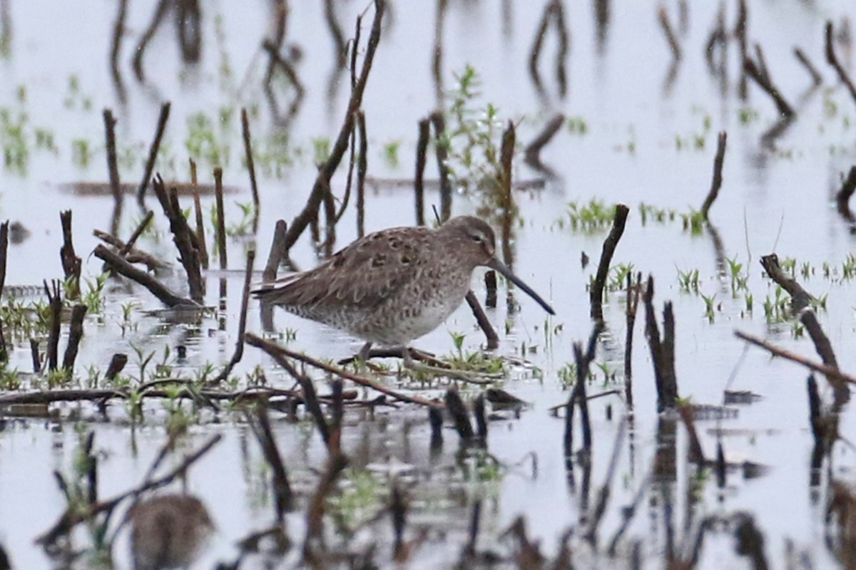 Short-billed Dowitcher - ML618497246