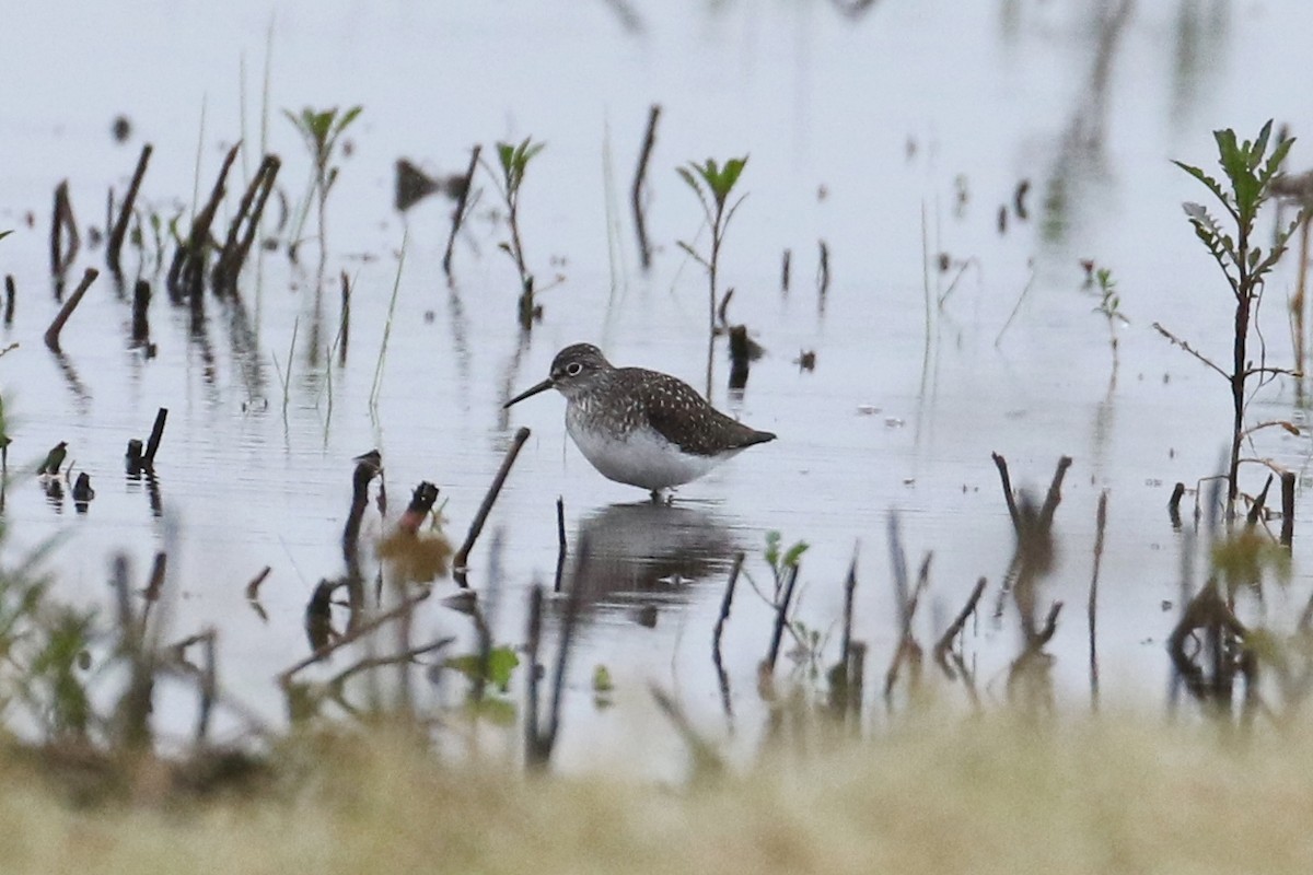 Solitary Sandpiper - ML618497259