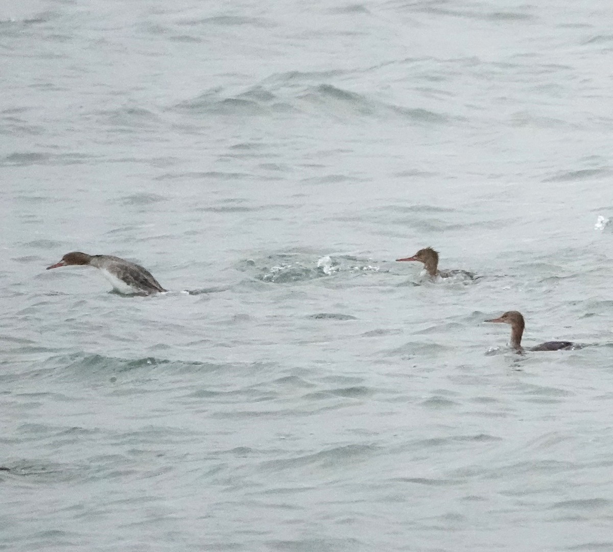 Red-breasted Merganser - ML618497284