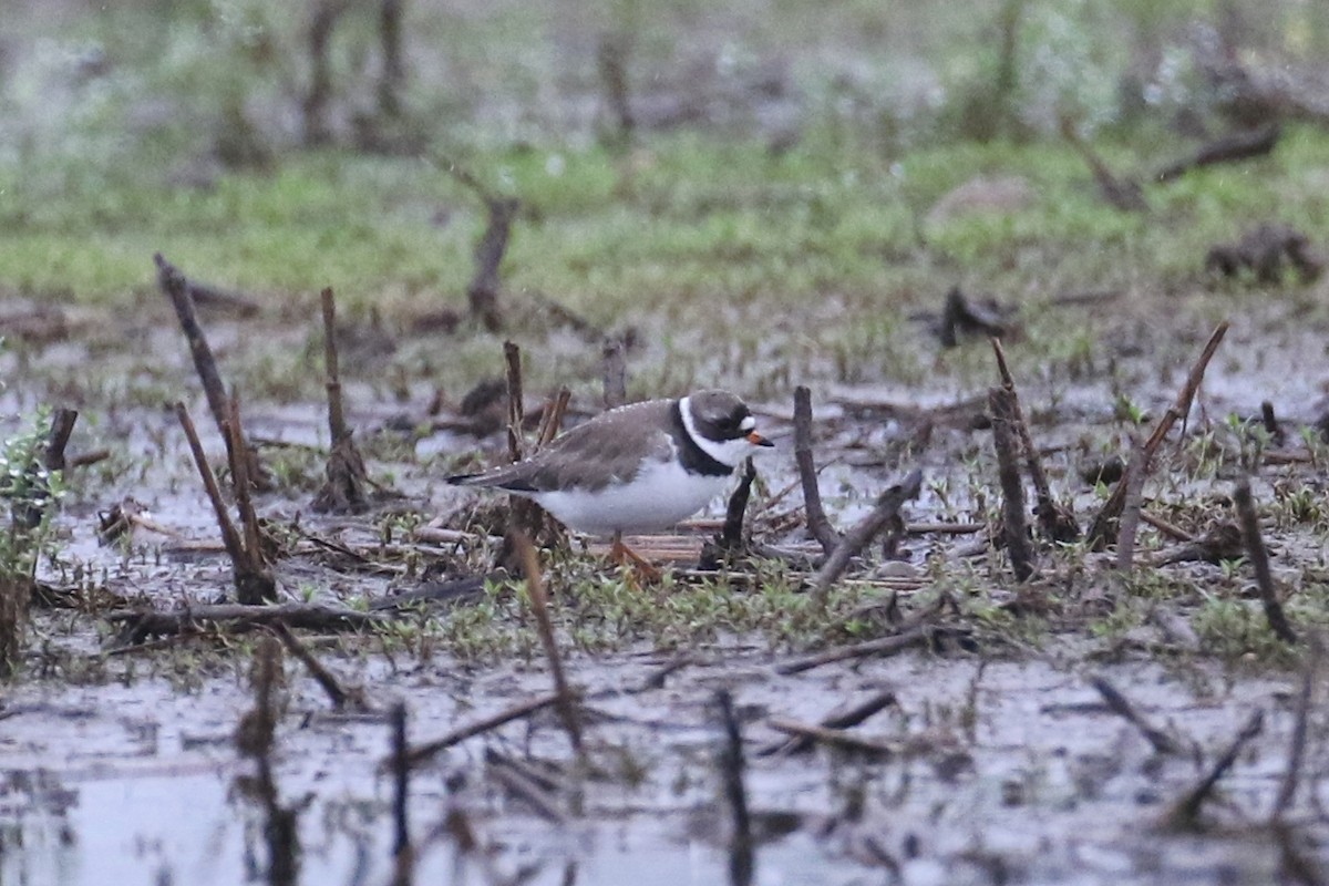 Semipalmated Plover - ML618497290