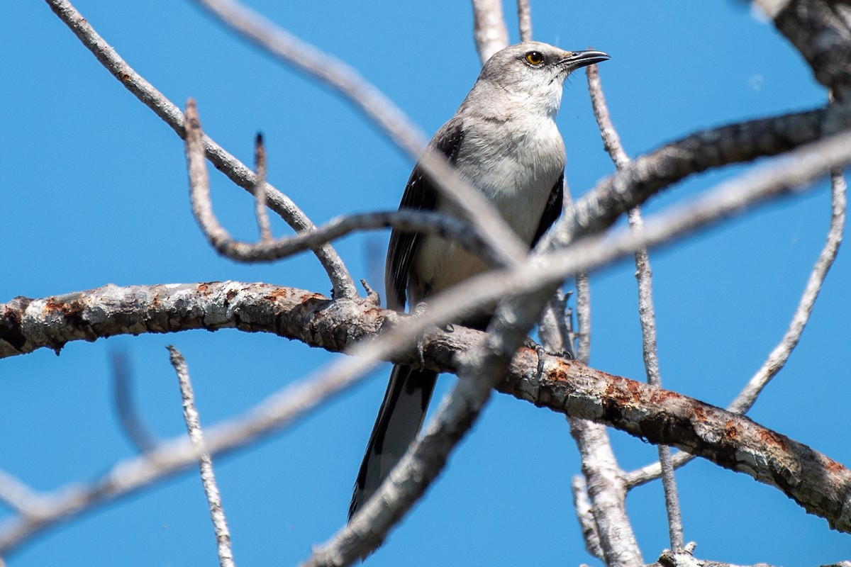 Tropical Mockingbird (Mayan) - ML618497292