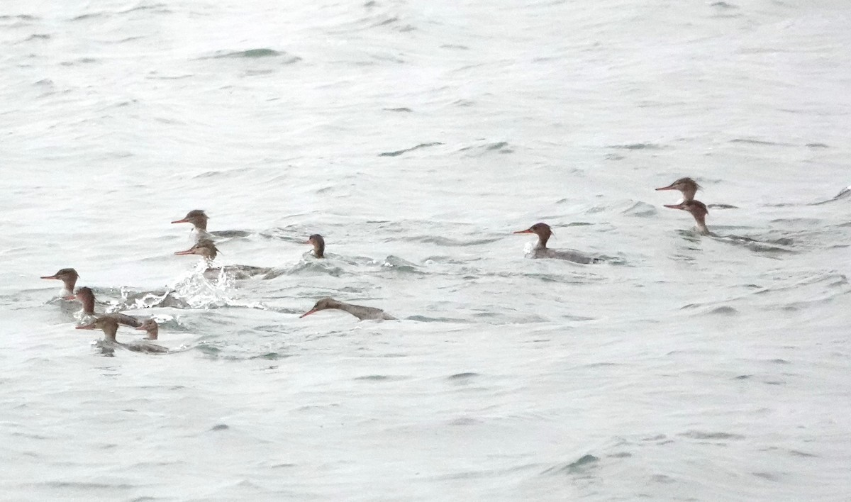 Red-breasted Merganser - ML618497297